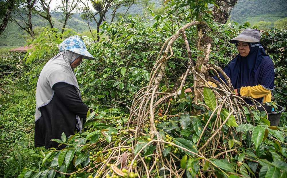 Local Gayo coffee farmers carefully and lovingly handpick coffee beans ...